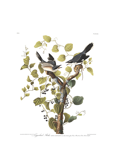 Loggerhead Shrike